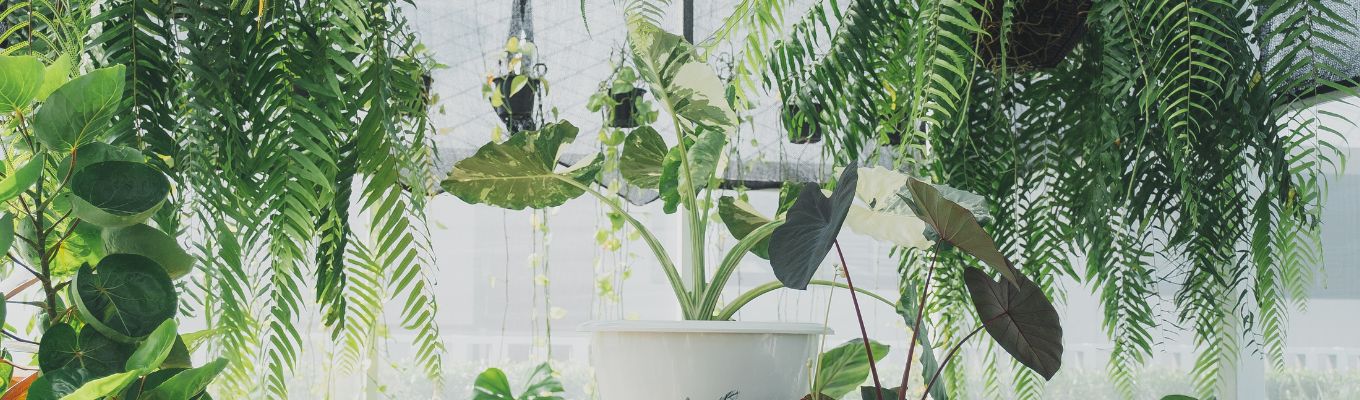 Bring Plants Inside If Staying Overnight